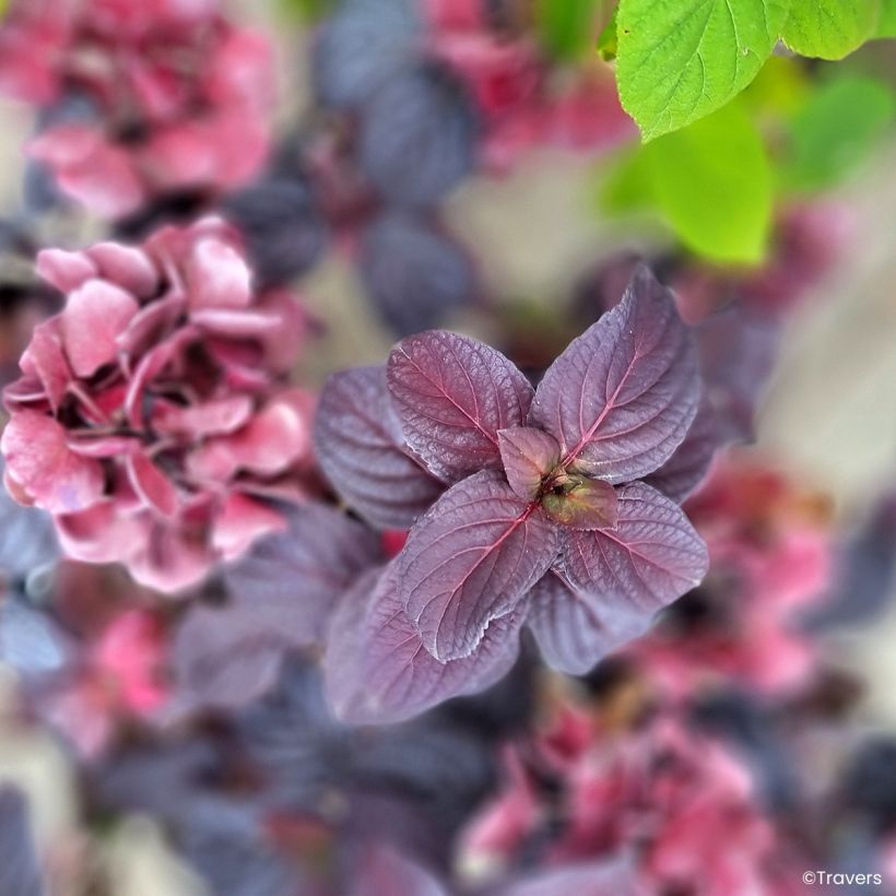 Hydrangea Black Velvet Darbi - Bolhortensia (Blad)