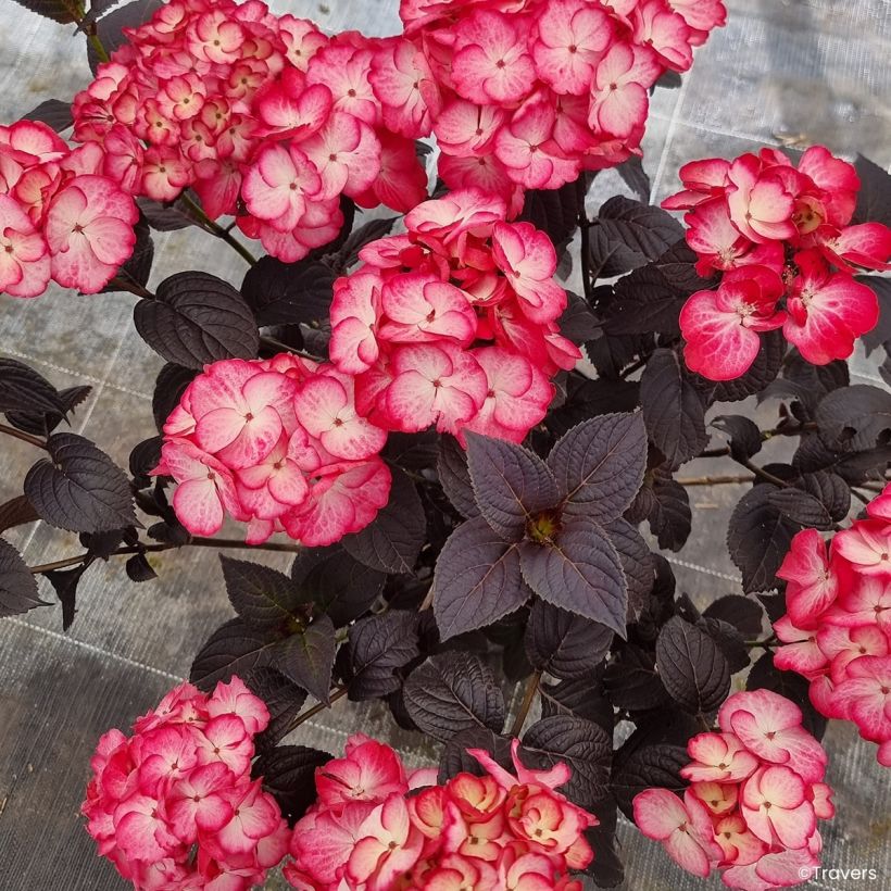 Hydrangea Black Velvet Darbi - Bolhortensia (Bloei)