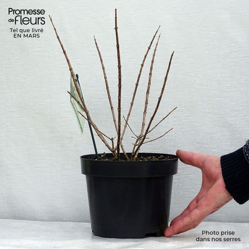 Exemplaar van Hydrangea paniculata Bobo - Dwergpluimhortensia Pot van 3 l/4 l zoals geleverd in de lente