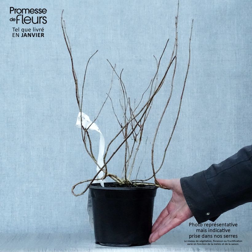 Example of Hydrangea paniculata Bombshell - Pluimhortensia Pot van 2 l/3 l as you get in hiver