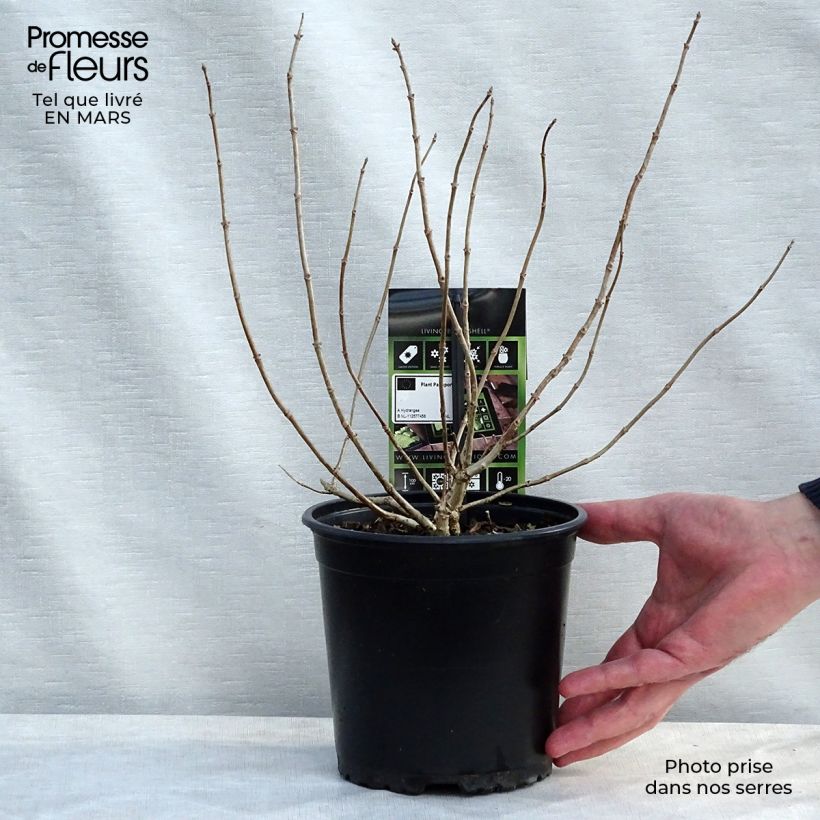 Exemplaar van Hydrangea paniculata Bombshell - Pluimhortensia Pot van 2 l/3 l zoals geleverd in de lente