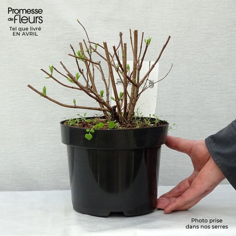 Exemplaar van Hydrangea paniculata Dart's Little Dot - dwergpluimhortensia Pot van 3 l/4 l zoals geleverd in de lente