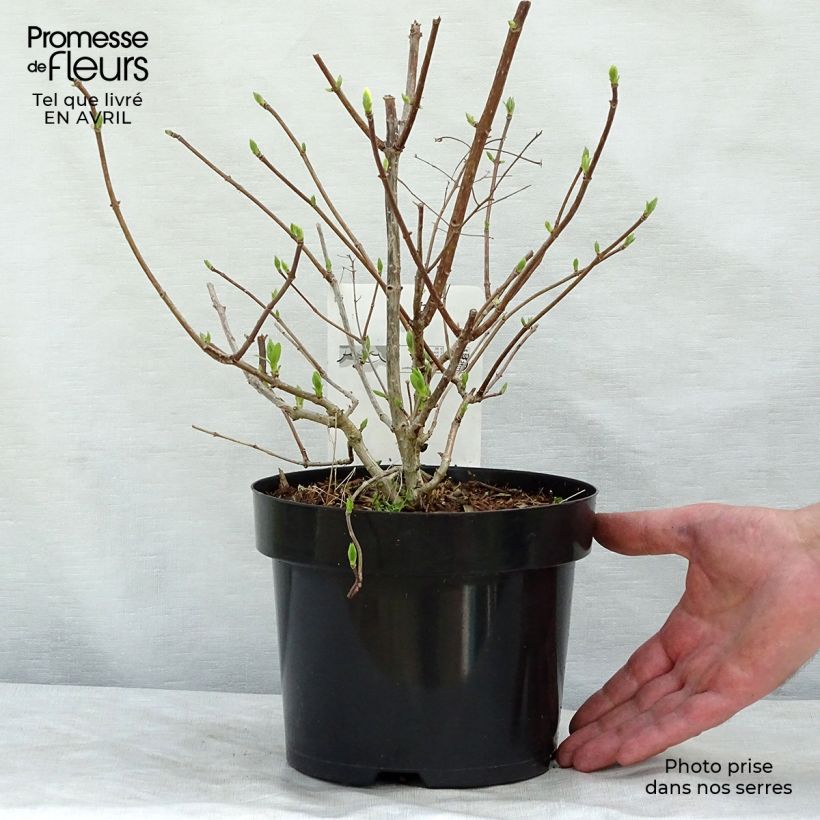 Exemplaar van Hydrangea paniculata Diamantino - Pluimhortensia Pot van 3 l/4 l zoals geleverd in de lente