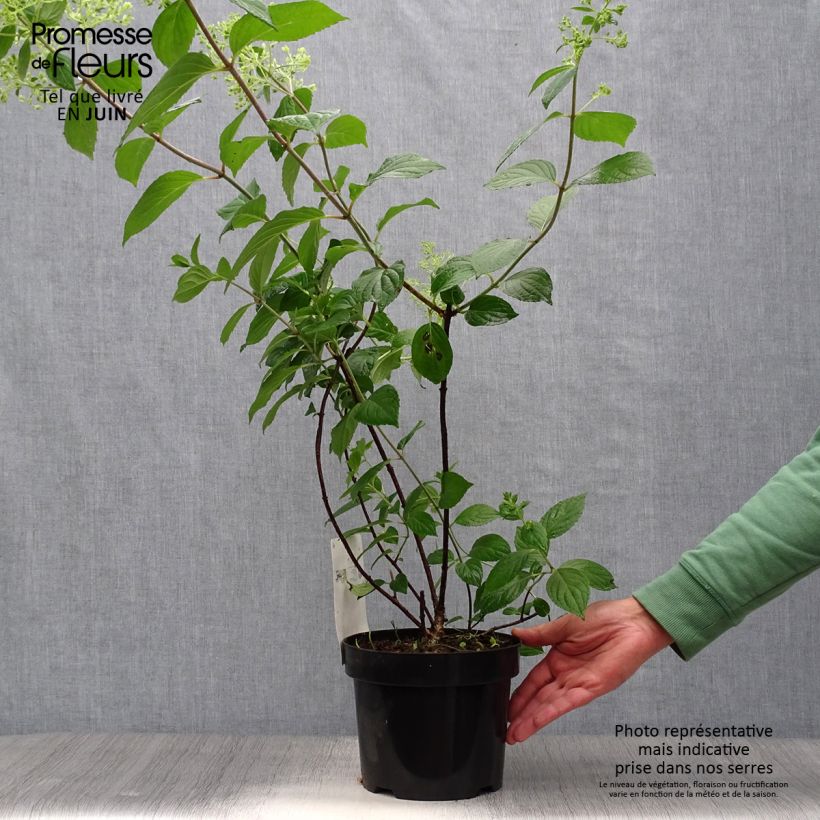 Exemplaar van Hydrangea paniculata Diamantino - Pluimhortensia Pot van 3 l/4 l zoals geleverd in de zomer