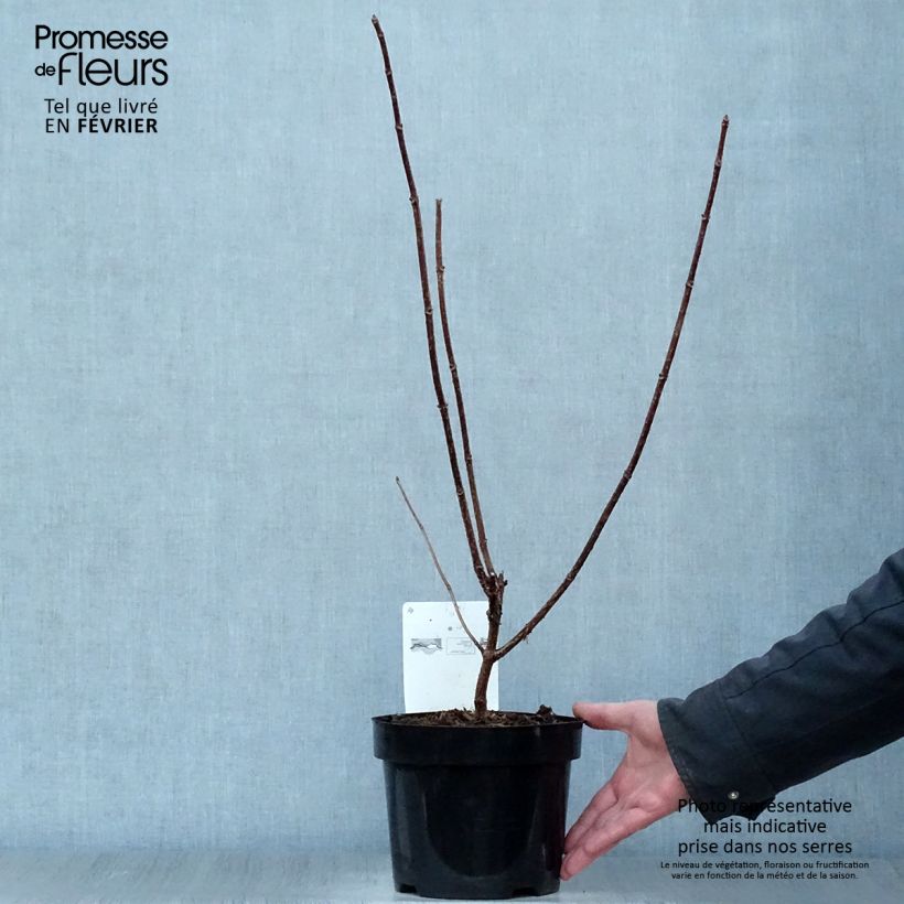 Example of Hydrangea paniculata Early Sensation - Hortensia paniculé Pot van 3 l/4 l as you get in hiver