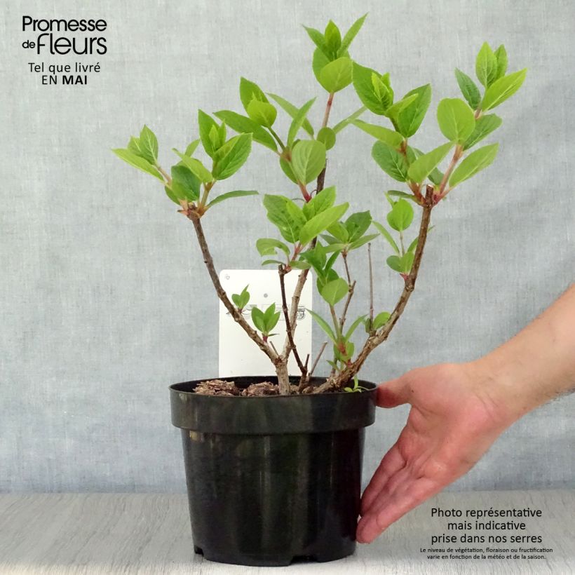 Exemplaar van Hydrangea paniculata Early Sensation - Pluimhortensia Pot van 3 l/4 l zoals geleverd in de lente
