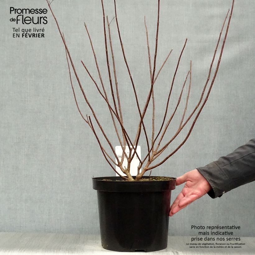 Example of Hydrangea paniculata Fraise Melba - Hortensia paniculé Pot van 7,5 l/10 l as you get in hiver