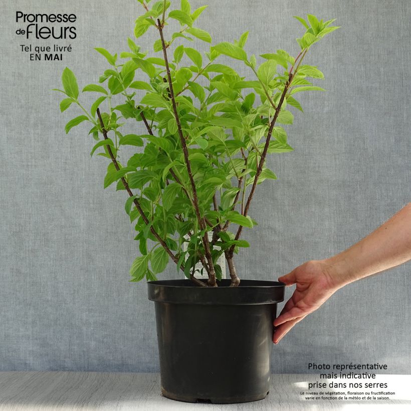 Exemplaar van Hydrangea paniculata Fraise Melba - Pluimhortensia Pot van 7,5 l/10 l zoals geleverd in de lente