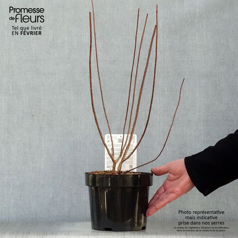 Example of Hydrangea paniculata Fraise Melba - Hortensia paniculé Pot van 3 l/4 l as you get in hiver