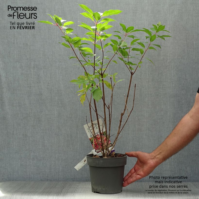 Exemplaar van Hydrangea paniculata Graffiti - Pluimhortensia Pot van 4 l/5 l zoals geleverd in de herfst