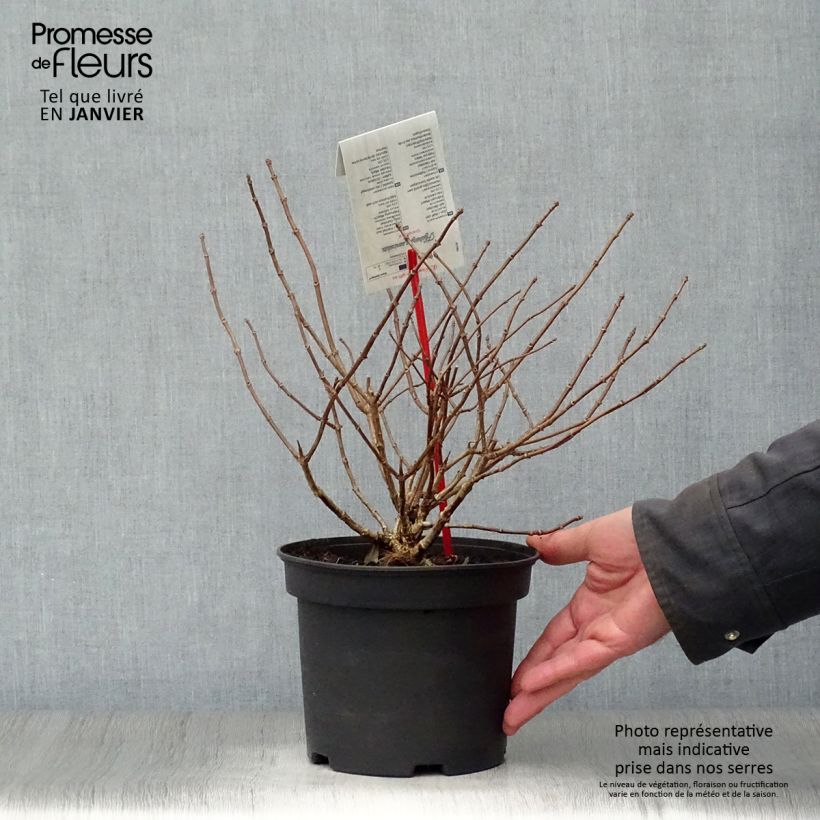 Example of Hydrangea paniculata Grandiflora - Hortensia paniculé Pot van 3 l/4 l as you get in hiver