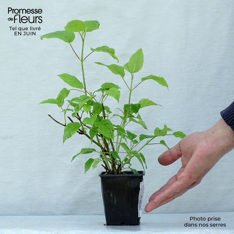 Exemplaar van Hydrangea paniculata Grandiflora - Pluimhortensia Kweekpotje van 8/9 cm zoals geleverd in de zomer