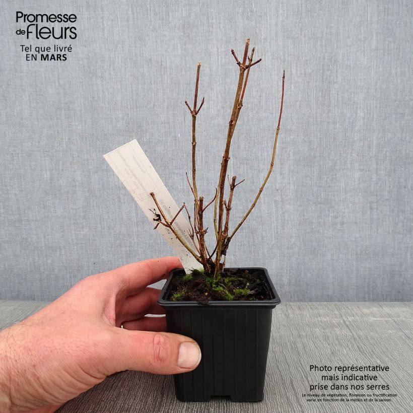 Example of Hydrangea paniculata Grandiflora - Hortensia paniculé Kweekpotje van 8/9 cm as you get in hiver