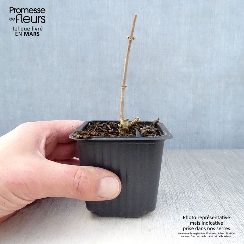 Exemplaar van Hydrangea paniculata Grandiflora - Pluimhortensia Kweekpotje van 8/9 cm zoals geleverd in de lente