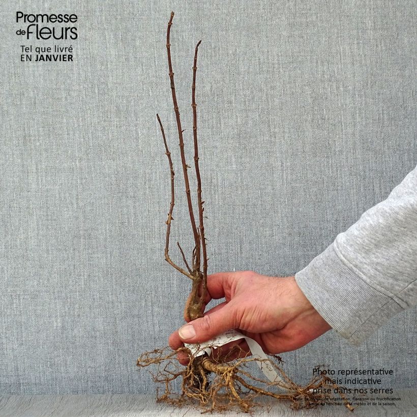 Example of Hydrangea paniculata Grandiflora - Hortensia paniculé Naakte wortel as you get in hiver