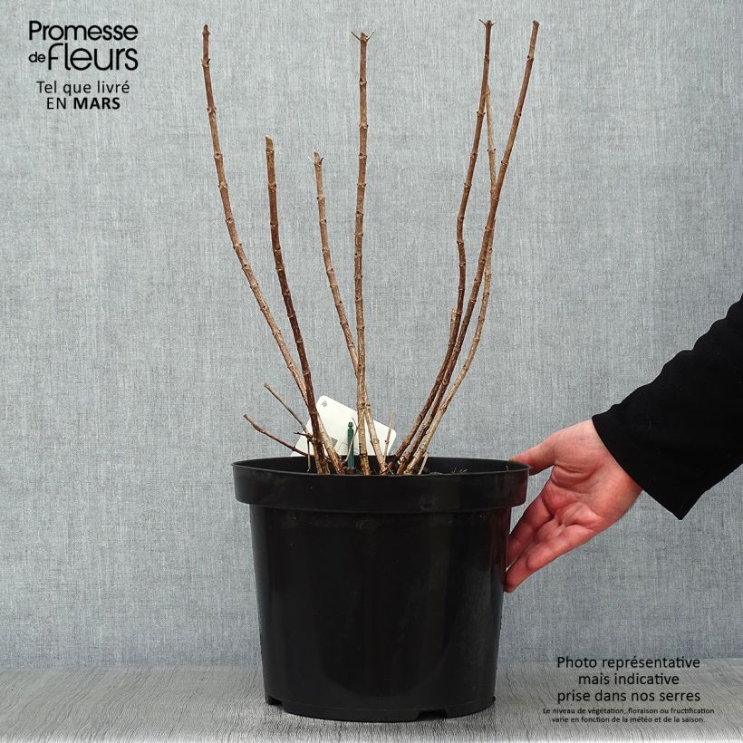 Example of Hydrangea paniculata Great Star Le Vasterival - Pluimhortensia Pot van 7,5 l/10 l as you get in hiver