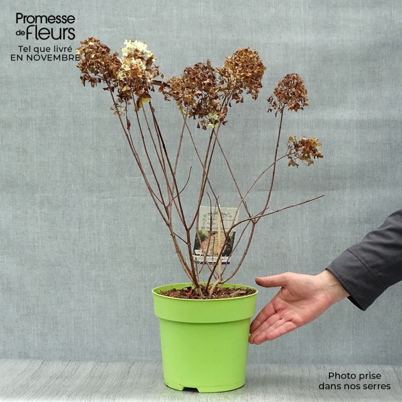Exemplaar van Hydrangea paniculata Hercules - Pluimhortensia Pot van 3 l/4 l zoals geleverd in de herfst