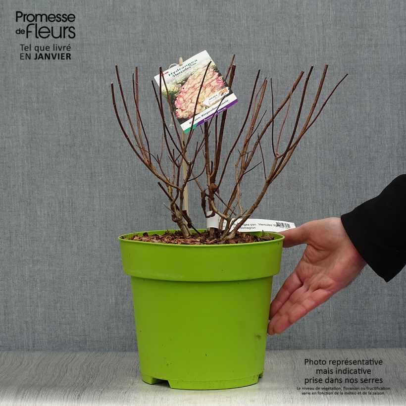 Example of Hydrangea paniculata Hercules - Hortensia paniculé Pot van 3 l/4 l as you get in hiver