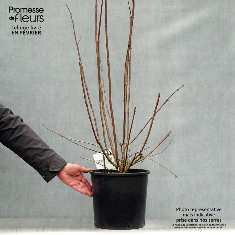 Example of Hydrangea paniculata Kyushu - Hortensia paniculé Pot van 7,5 l/10 l as you get in hiver