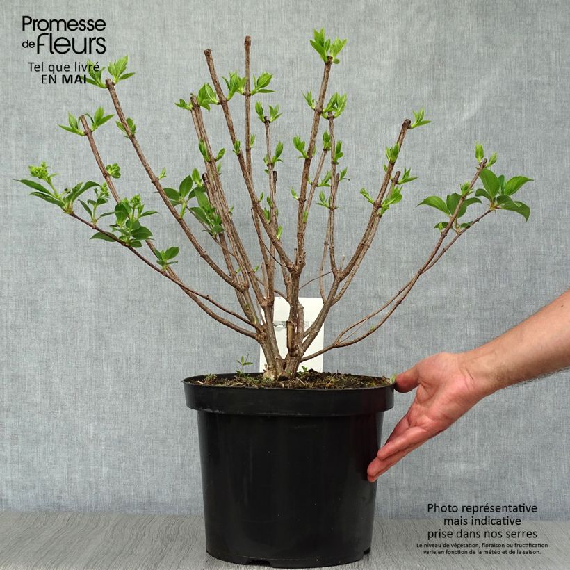 Exemplaar van Hydrangea paniculata Kyushu - Pluimhortensia Pot van 7,5 l/10 l zoals geleverd in de lente
