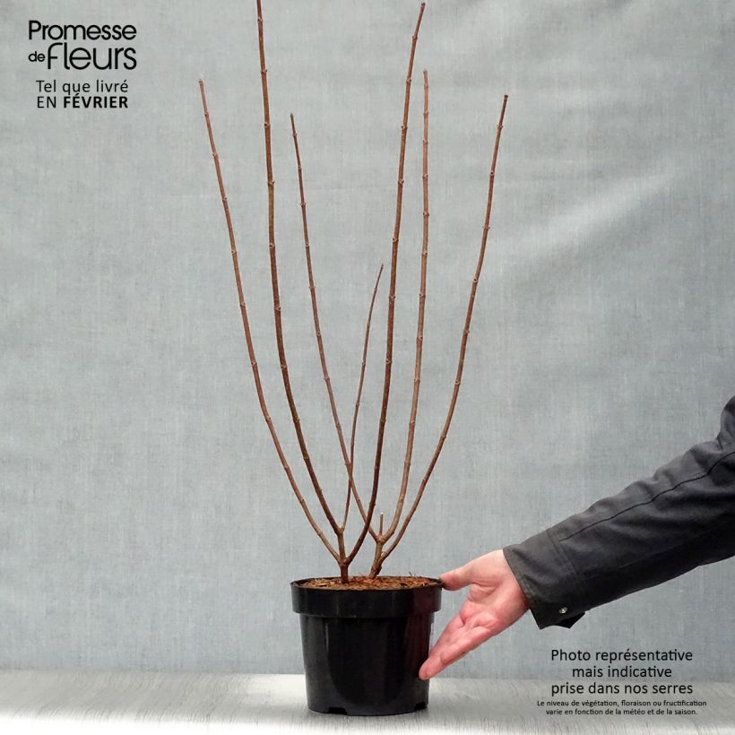 Example of Hydrangea paniculata Kyushu - Hortensia paniculé Pot van 3 l/4 l as you get in hiver