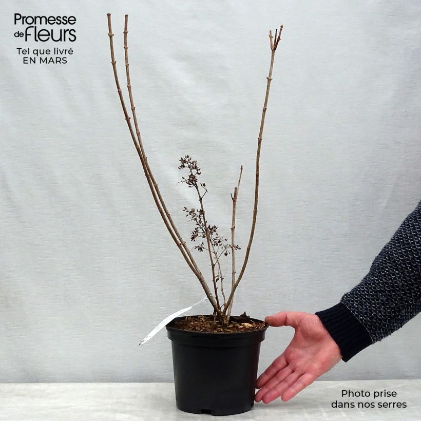 Exemplaar van Hydrangea paniculata Kyushu - Pluimhortensia Pot van 3 l/4 l zoals geleverd in de lente