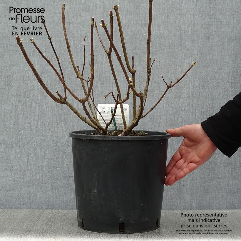 Example of Hydrangea paniculata Levana - Hortensia paniculé Pot van 7,5 l/10 l as you get in hiver