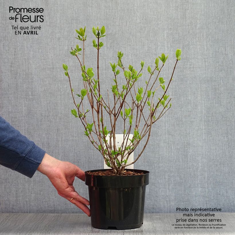 Exemplaar van Hydrangea paniculata Limelight - Pluimhortensia Pot van 3 l/4 l zoals geleverd in de lente