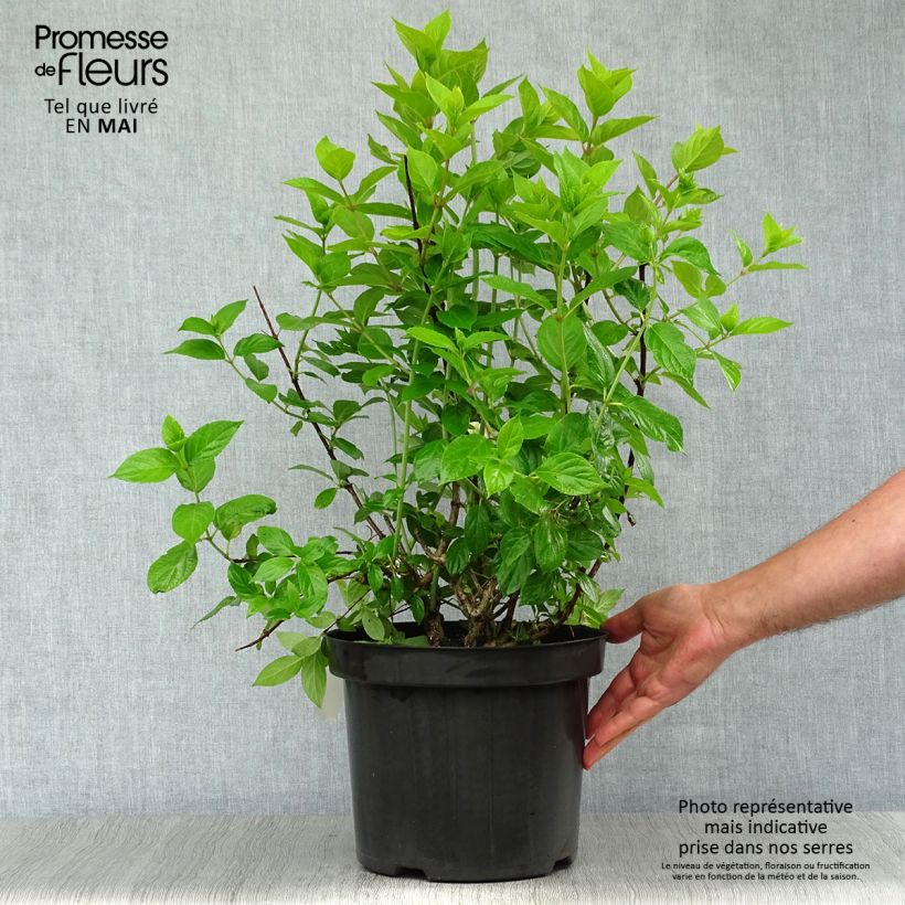 Exemplaar van Hydrangea paniculata Limelight - Pluimhortensia Pot van 6 l/7 l zoals geleverd in de lente