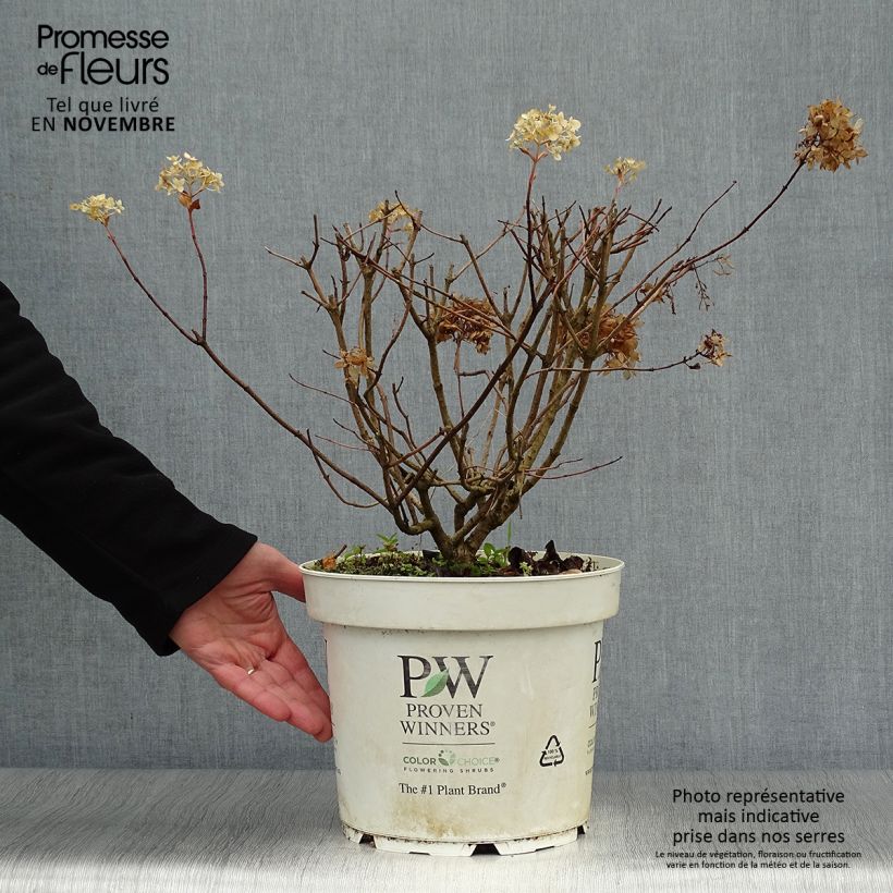 Exemplaar van Hydrangea paniculata Little Lime - Dwergpluimhortensia Pot van 7,5 l/10 l zoals geleverd in de herfst