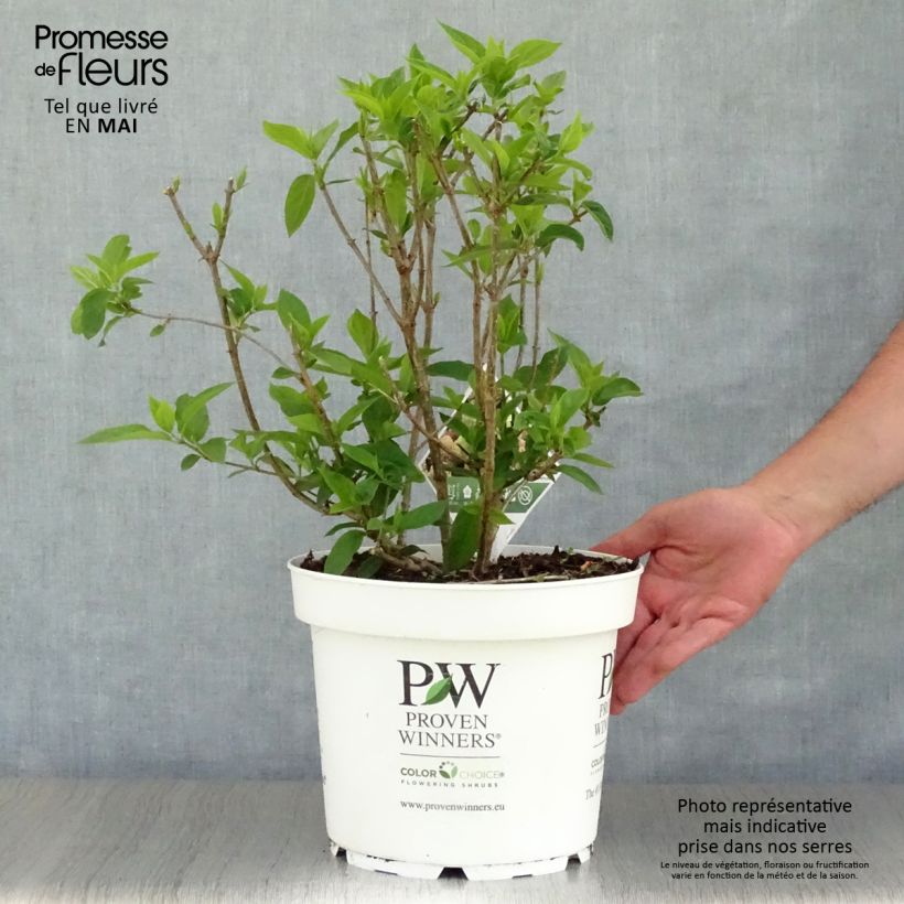 Exemplaar van Hydrangea paniculata Little Lime - Dwergpluimhortensia Pot van 7,5 l/10 l zoals geleverd in de lente