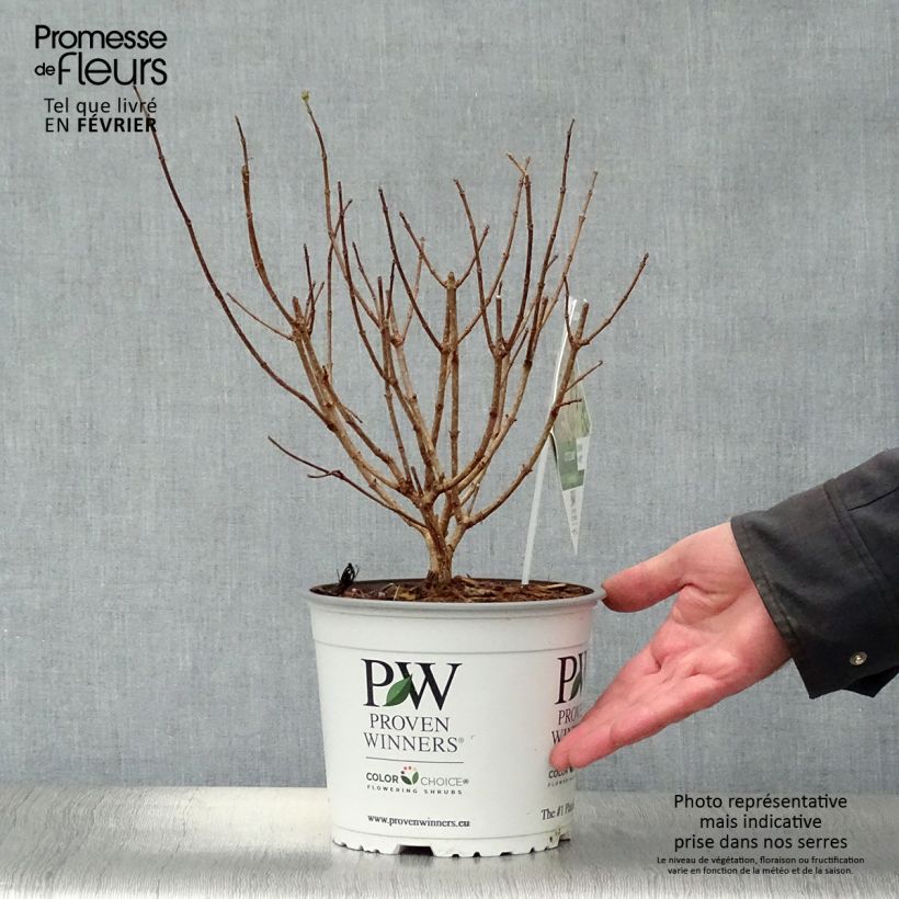 Example of Hydrangea paniculata Little Lime - Dwergpluimhortensia Pot van 3 l/4 l as you get in hiver