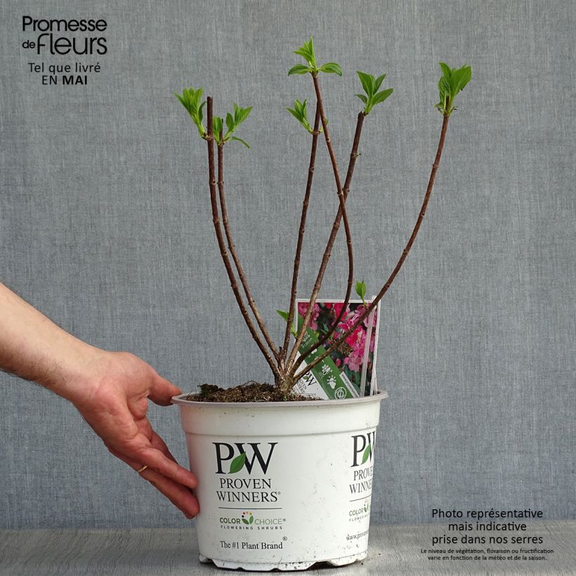Exemplaar van Hydrangea paniculata Little Quick Fire - Dwergpluimhortensia Pot van 3 l/4 l zoals geleverd in de lente