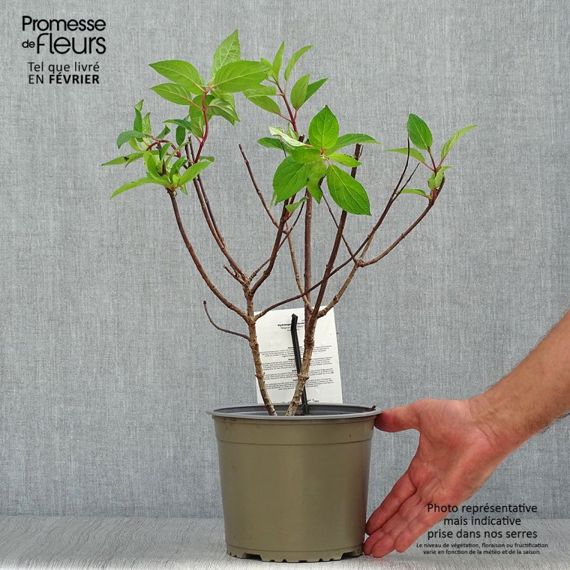 Exemplaar van Hydrangea paniculata Magical Mont Blanc - Pluimhortensia Pot van 3 l/4 l zoals geleverd in de herfst