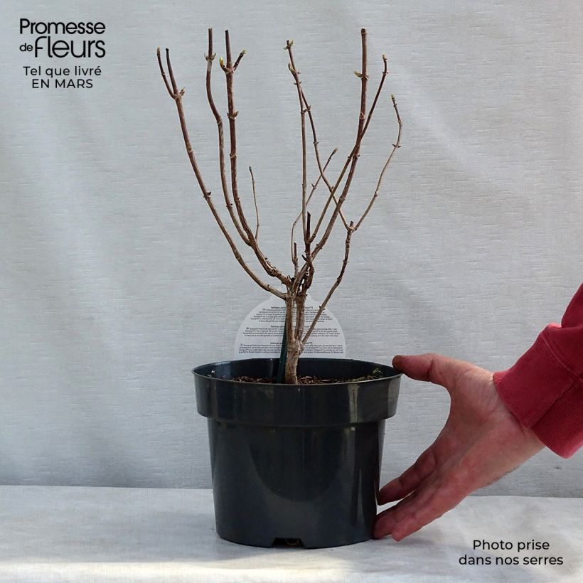 Exemplaar van Hydrangea paniculata Pastelgreen - Pluimhortensia Pot van 3 l/4 l zoals geleverd in de lente