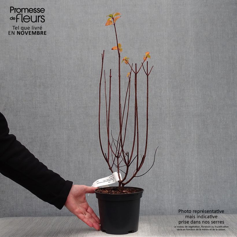 Exemplaar van Hydrangea paniculata Pastelgreen - Pluimhortensia Pot van 3 l/4 l zoals geleverd in de herfst