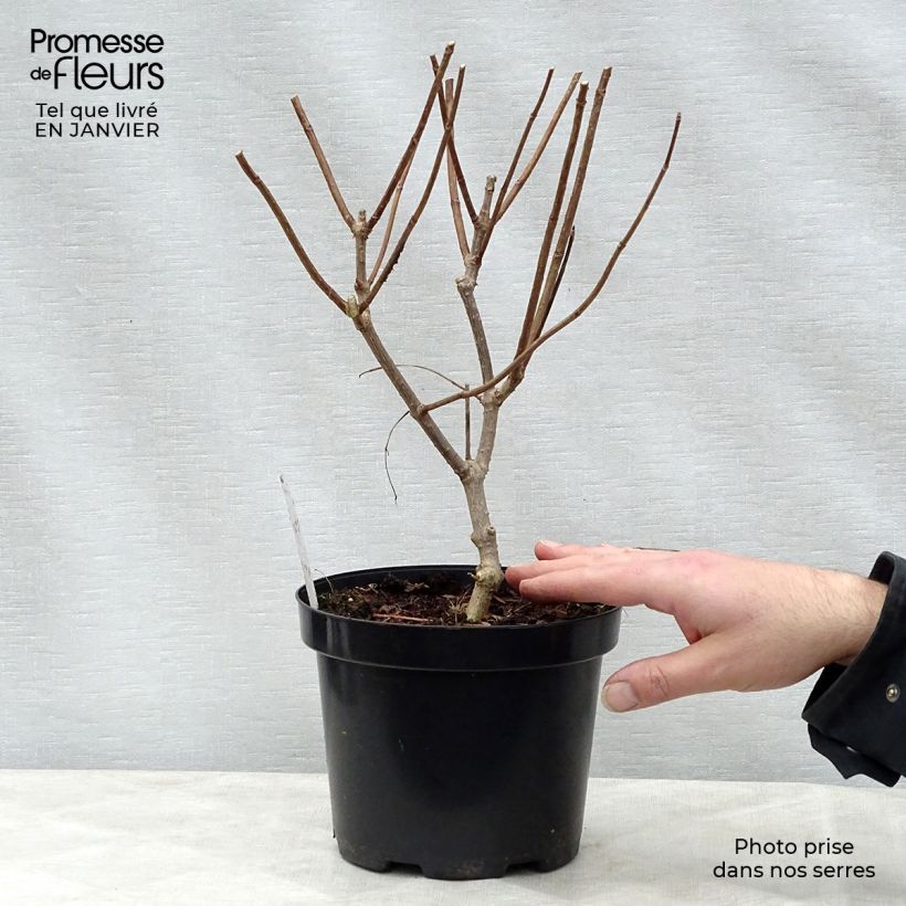 Example of Hydrangea paniculata Phantom - Hortensia paniculé Pot van 2 l/3 l as you get in hiver
