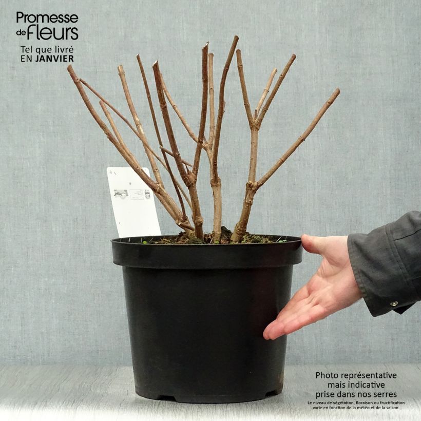 Example of Hydrangea paniculata Phantom - Hortensia paniculé Pot van 7,5 l/10 l as you get in hiver