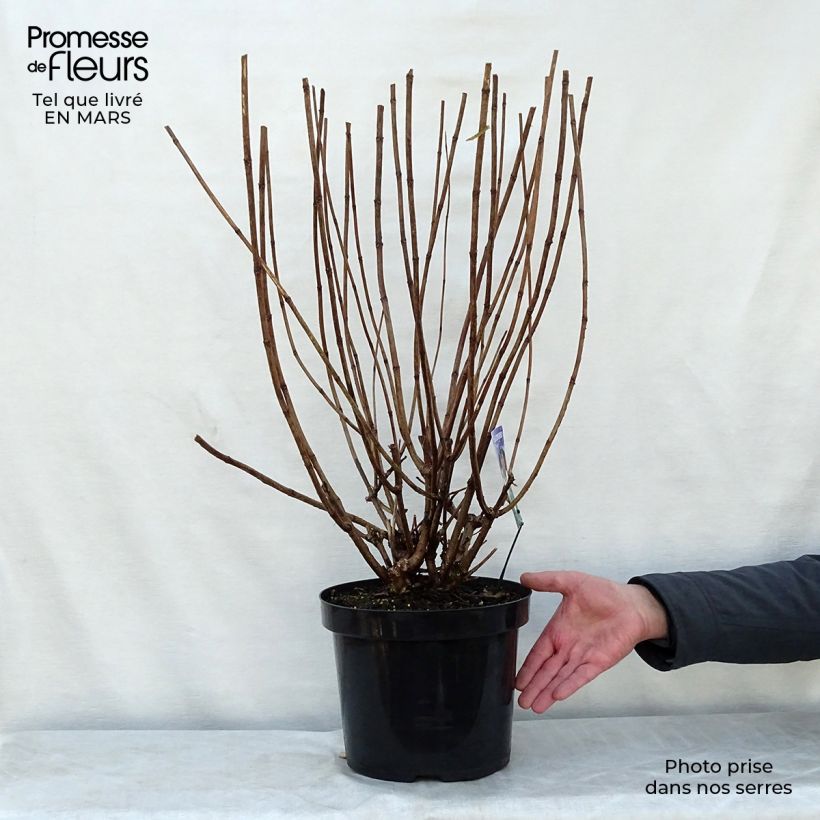 Exemplaar van Hydrangea paniculata Phantom - Pluimhortensia Pot van 7,5 l/10 l zoals geleverd in de lente
