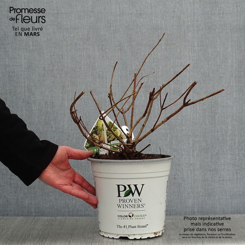 Example of Hydrangea paniculata Pinkachu - Hortensia paniculé Pot van 3 l/4 l as you get in hiver