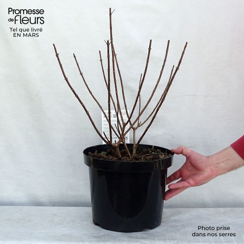 Example of Hydrangea paniculata Pinky Winky - Pluimhortensia Pot van 12 l/15 l as you get in hiver