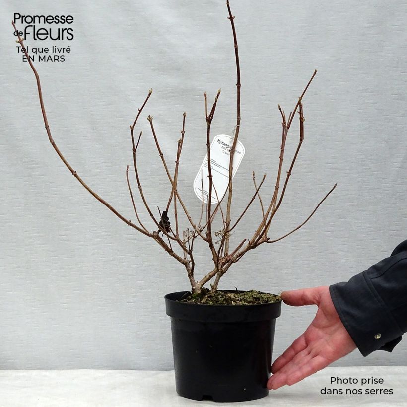 Example of Hydrangea paniculata Prim White - Hortensia paniculé Pot van 2 l/3 l as you get in hiver