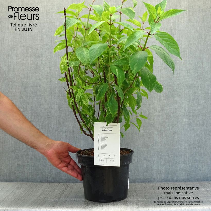 Exemplaar van Hydrangea paniculata Shikoku Flash - Pluimhortensia Pot van 3 l/4 l zoals geleverd in de zomer