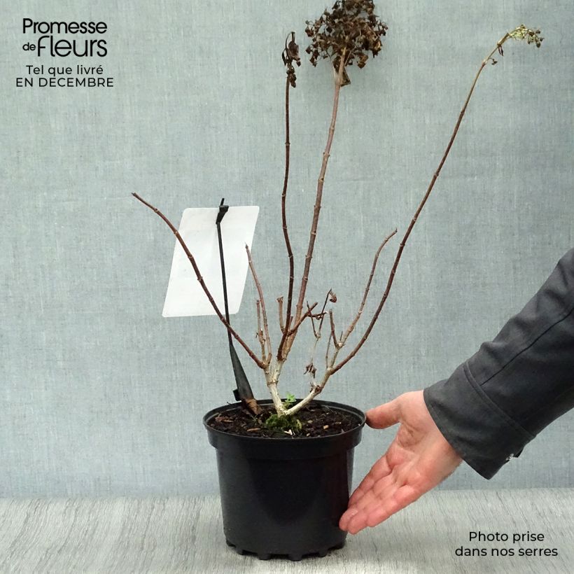 Example of Hydrangea paniculata Silver Dollar - Hortensia paniculé Pot van 3 l/4 l as you get in hiver