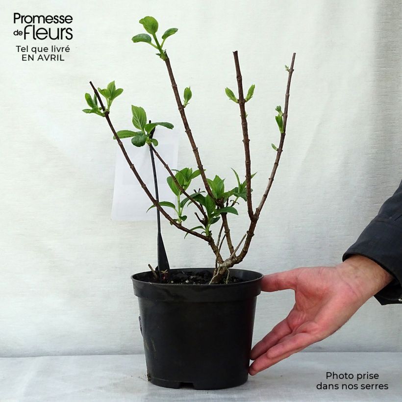 Exemplaar van Hydrangea paniculata Silver Dollar - Pluimhortensia Pot van 3 l/4 l zoals geleverd in de lente