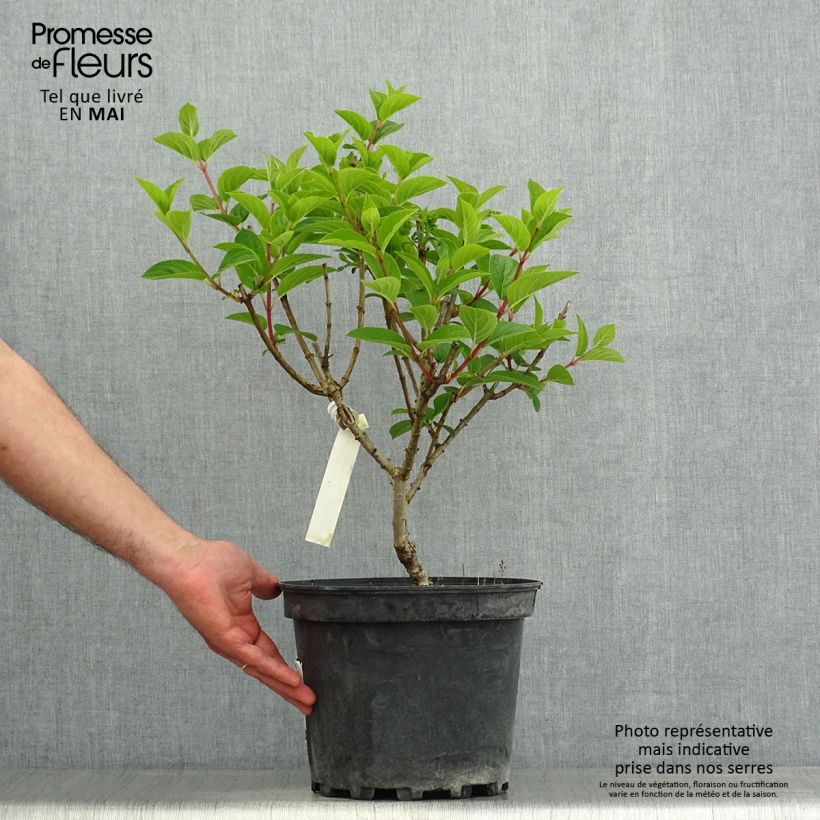 Exemplaar van Hydrangea paniculata Silver Dollar - Pluimhortensia Pot van 7,5 l/10 l zoals geleverd in de lente