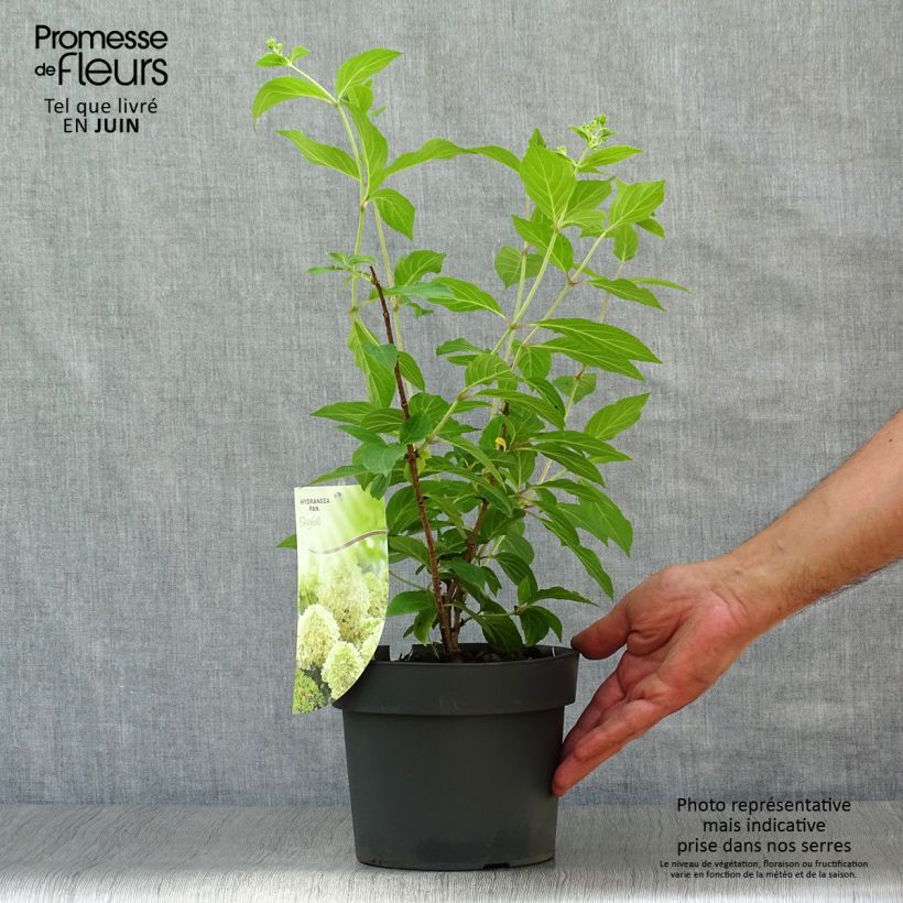 Exemplaar van Hydrangea paniculata Skyfall - Pluimhortensia Pot van 3 l/4 l zoals geleverd in de zomer