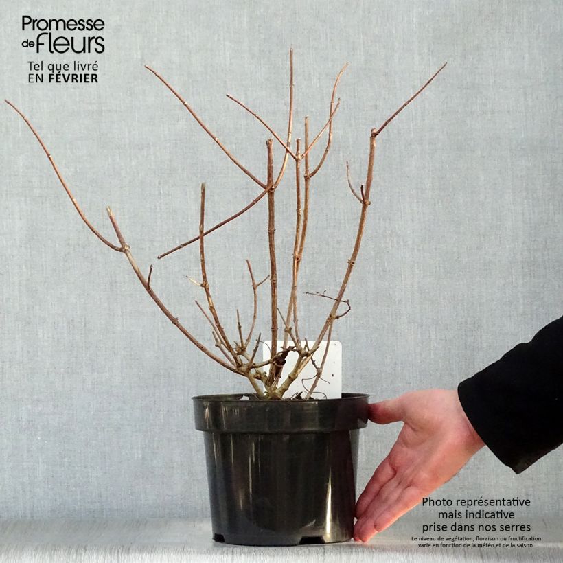 Example of Hydrangea paniculata Sundae Fraise - Pluimhortensia Pot van 2 l/3 l as you get in hiver