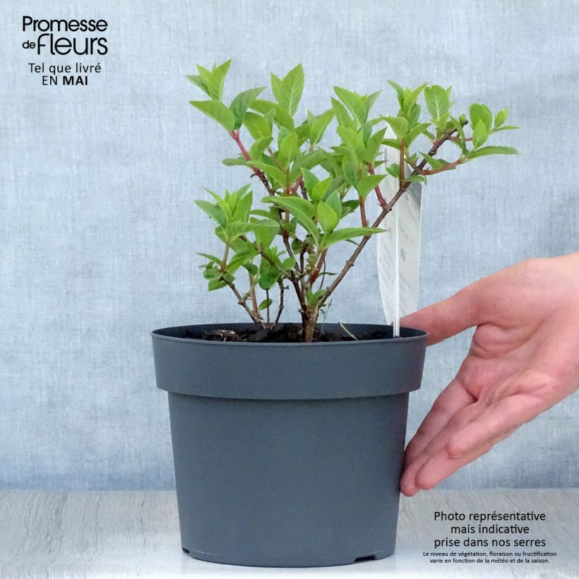 Exemplaar van Hydrangea paniculata Sundae Fraise - Pluimhortensia Pot van 2 l/3 l zoals geleverd in de lente