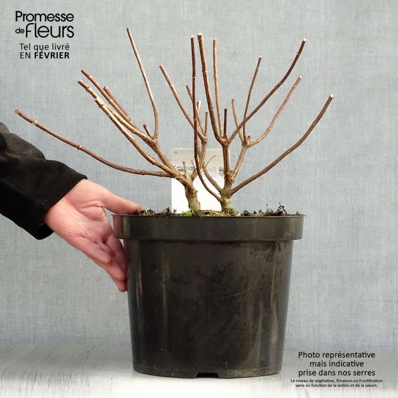 Example of Hydrangea paniculata Vanille Fraise - pluimhortensia Pot van 7,5 l/10 l as you get in hiver